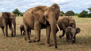 हाथियों ने जिले में मचाया चौतरफा उत्पात, बढ़ी चिंता