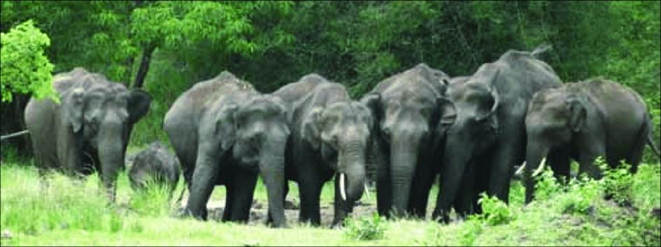 तनेरा व सुखरीताल के बीच जंगल में डेरा डाला हाथियों ने