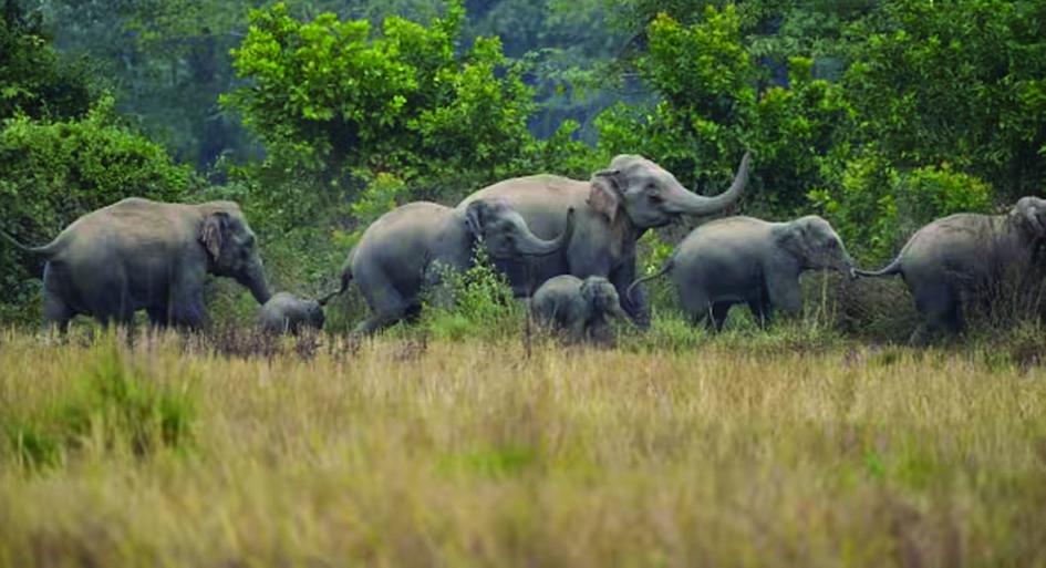29 हाथियों का एक और दल पहुंचा कुदमुरा, ग्रामीणों में दहशत