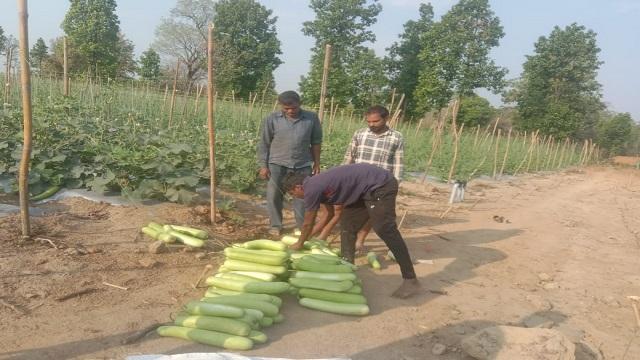 सब्जियों की हरियाली से संवरा भविष्य