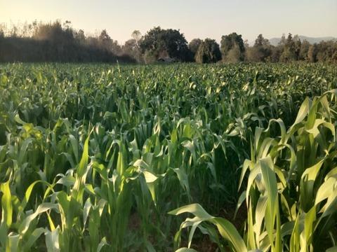 कृषक अरुण ने की धान के बदले मक्का एवं तिलहन की खेती