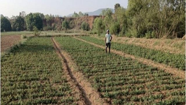 रबी सीजन में मूंगफली की खेती कर किसान शंभू बना सशक्त