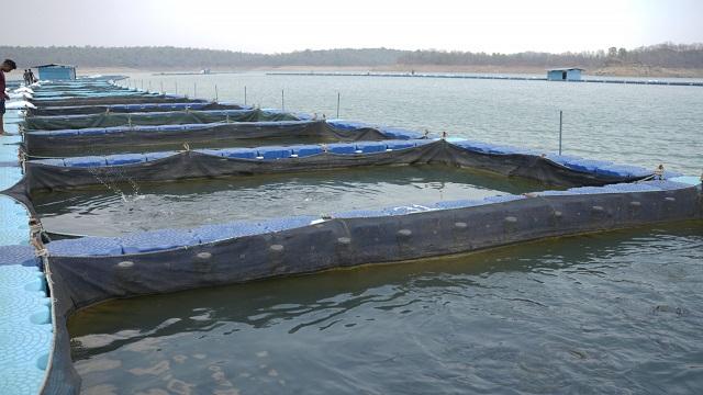 केज कल्चर से मछली उत्पादन ही नहीं, ग्रामीणों के आय में हो रही वृद्धि