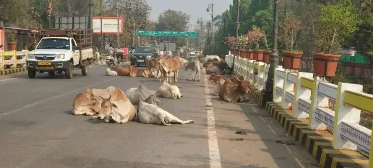 नगर में चहुंओर मवेशी राज आए दिन होते रहते हैं हादसेे नगर पालिका बेपरवाह