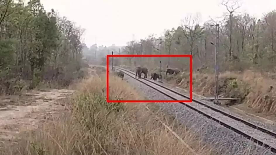रेल की पटरी पर दिखा हाथियों का झुंड