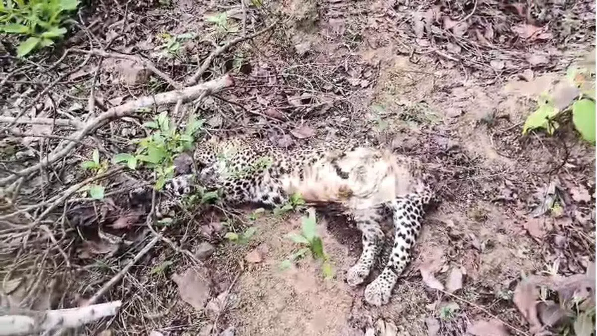 कुएं से निकाले गए तेंदुए की दर्दनाक मौत, शव मिला टुकड़ों में