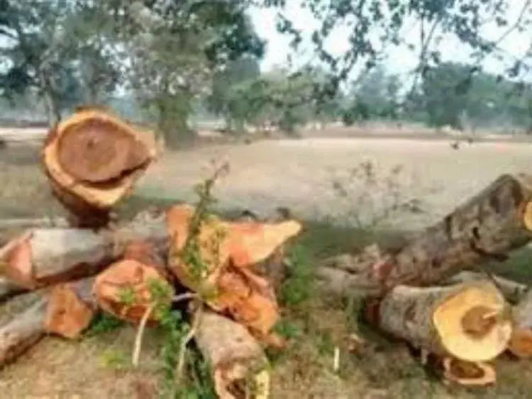 वन रक्षक बन गए भक्षक, पेड़ों की कर रहे अवैध कटाई