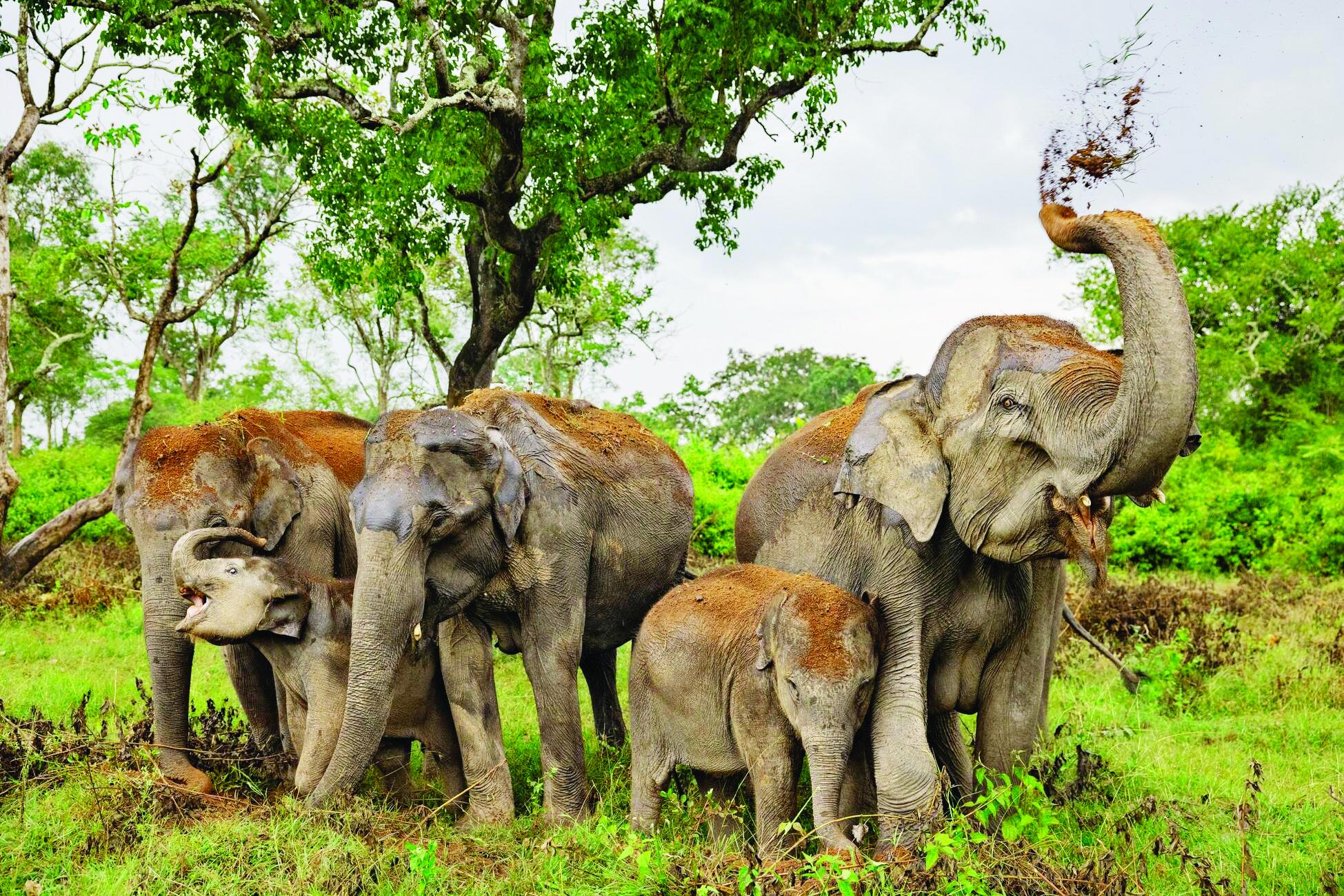 जिले में लोनर हाथियों का उत्पात जारी फिर ढहाया मकान, रौंदी फसल