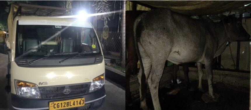 KORBA:रात में गौवंश की तस्करी,विहिप-बजरंग दल ने पकड़ कर पुलिस को सौंपा