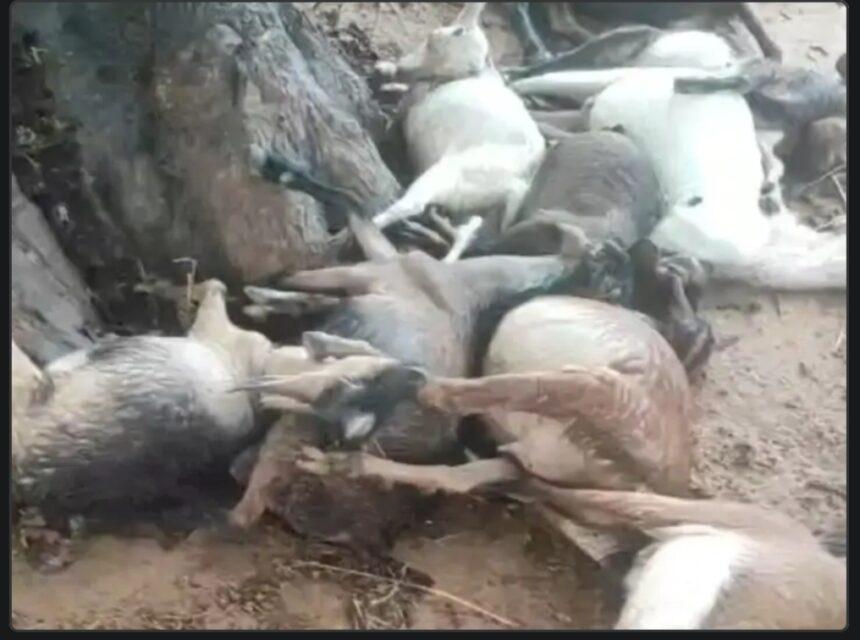 पेड़ के नीचे मौत का तांडव, 15 बकरियों की जान गई