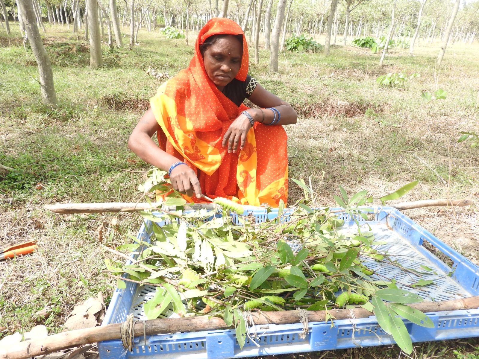 रेशम विभाग और महात्मा गांधी नरेगा के संयुक्त अभिसरण से महुदा ब में हुआ पौधरोपण और जल संरक्षण एवं संवर्धन का कार्य