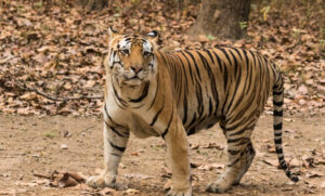 Royal_Bengal_Tiger_at_Kanha_National_Park-780x470-1